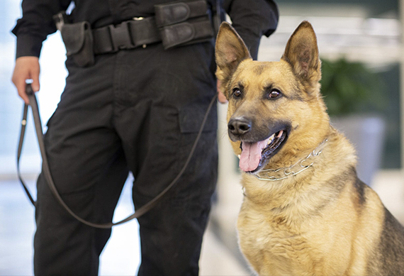 Guard Dog Security